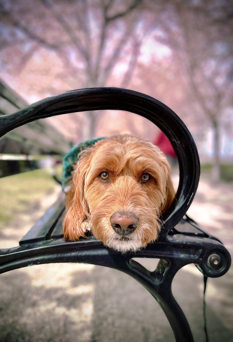 My current favorite photo of Kopa😍 #twitterdogcommunity #cherryblossoms