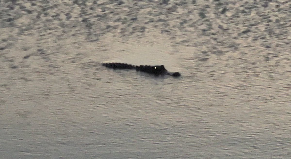 MRVIPER20's tweet photo. Saw a gator today for the first time😂 https://t.co/CGHIrbTnTP