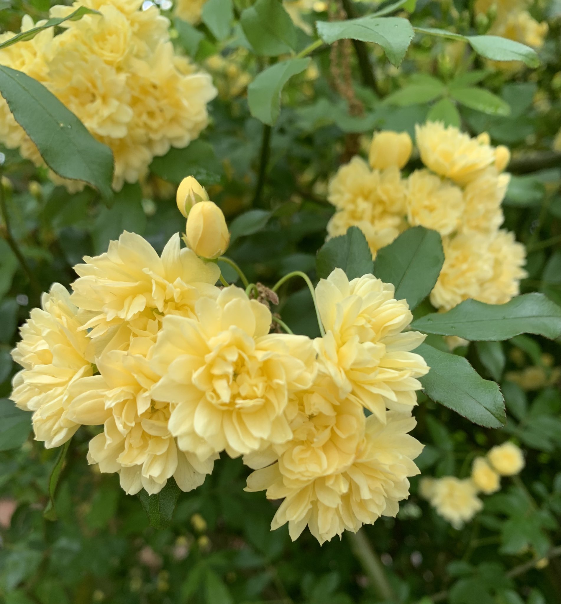 素朴な美 Twitter Search Twitter