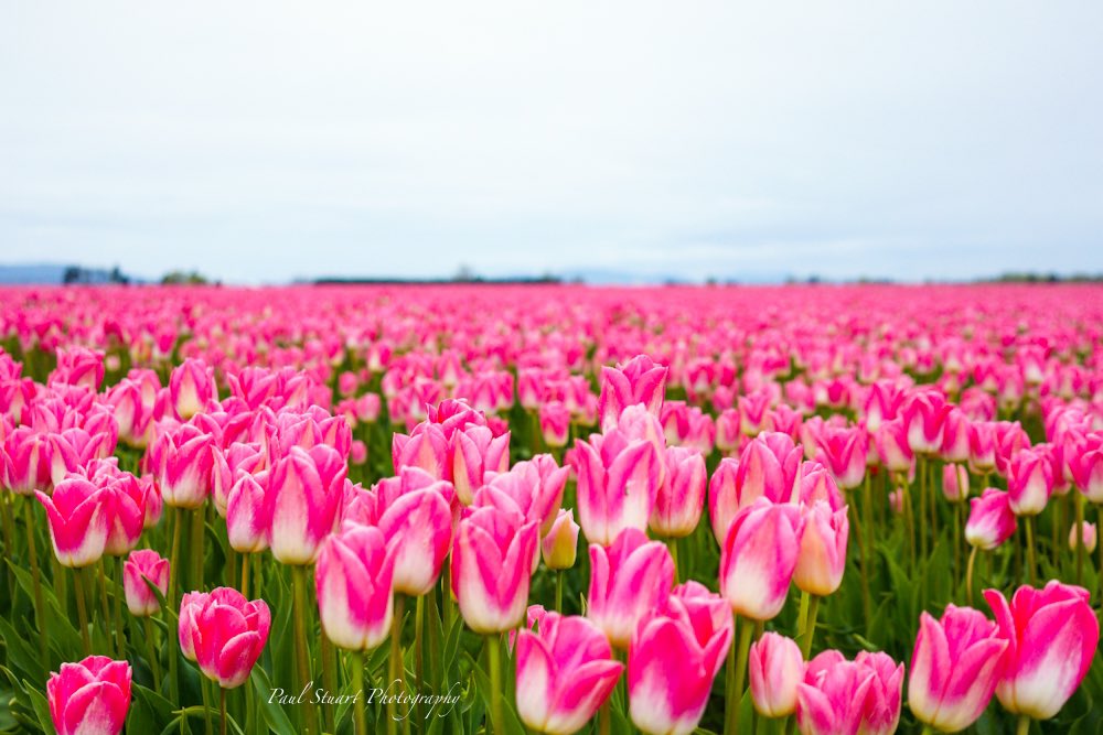 DragonsEyeImage's tweet photo. @JBC_Tweeter #Pinkness https://t.co/NtvhzPqUIL