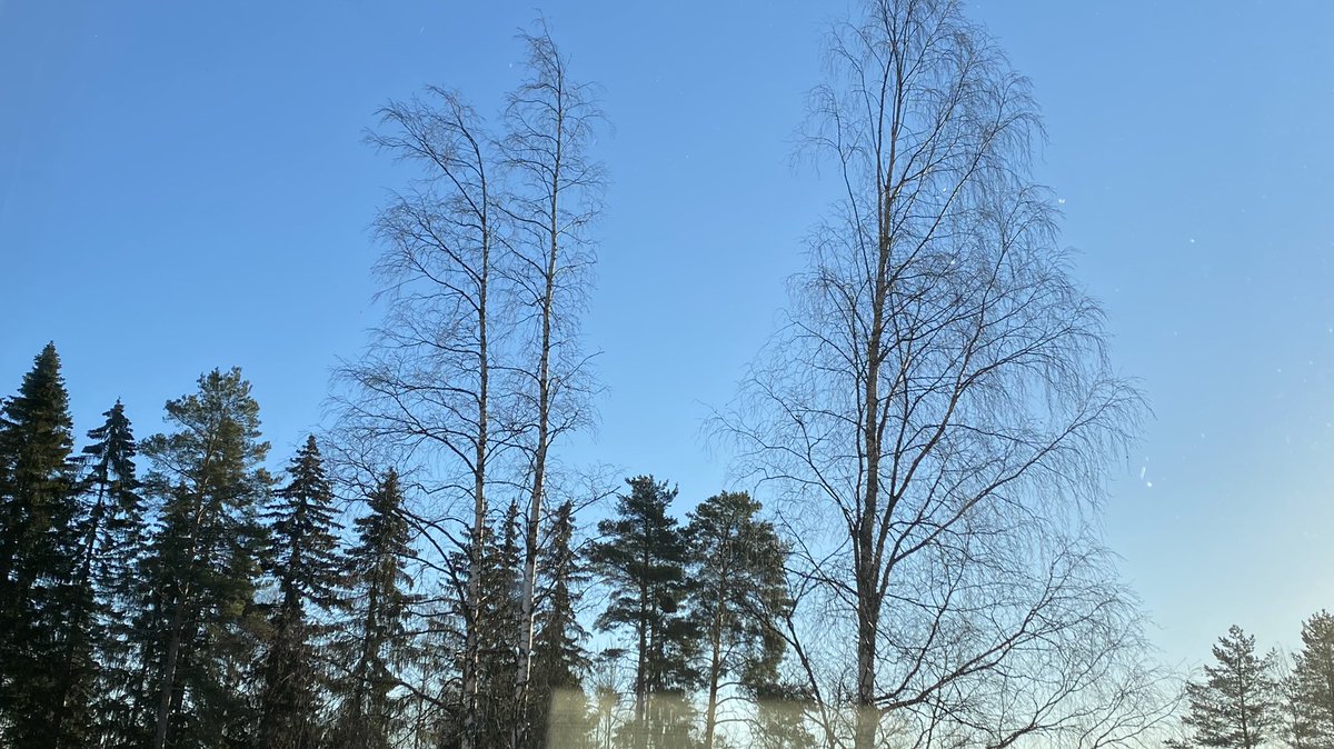 katjajrasanen's tweet photo. 35 - back where I started -
Sound: Eurasian blackbird
Sight: Fieldfare
- the robin has settled it’s position in the morning chorus &amp; the fieldfare’s rattle added to the soundscape -
#FirstOfTheDay #birds #hope #FendingForLight #PeaceForUkraine #StayPositiveButDontForget https://t.co/E6ozIWVYAi