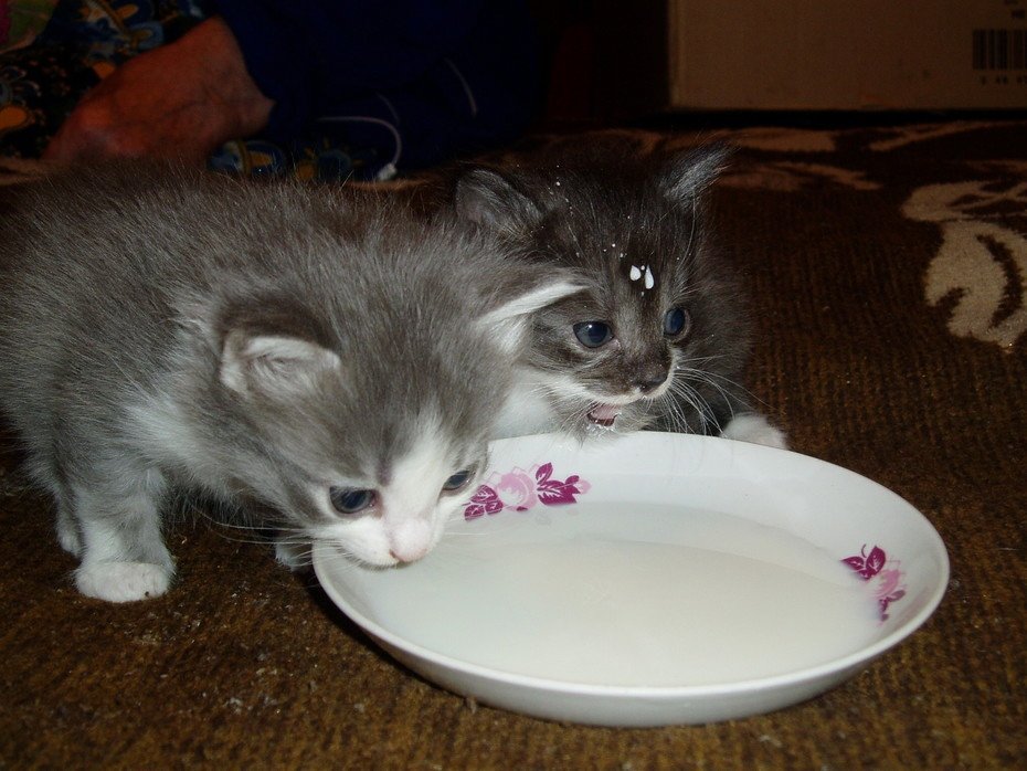 Что можно котенку из еды. Кошка кушает. Котенок ест. Маленький котёнок кушает. Котенок кушает молоко.