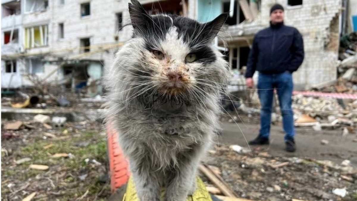 Русские кошки
