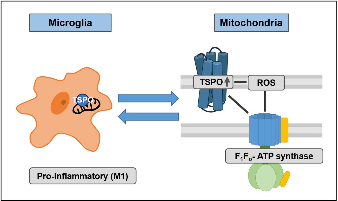 Cells_MDPI's tweet photo. "The #Translocator #Protein (#TSPO) in #Mitochondrial #Bioenergetics and #Immune Processes" from Betlazar et al.
#cellsmdpi #cellbiology #neuroinflammation #translocatorprotein

Full text: https://t.co/jwfG3WdrZL https://t.co/zS8xcaSWRv