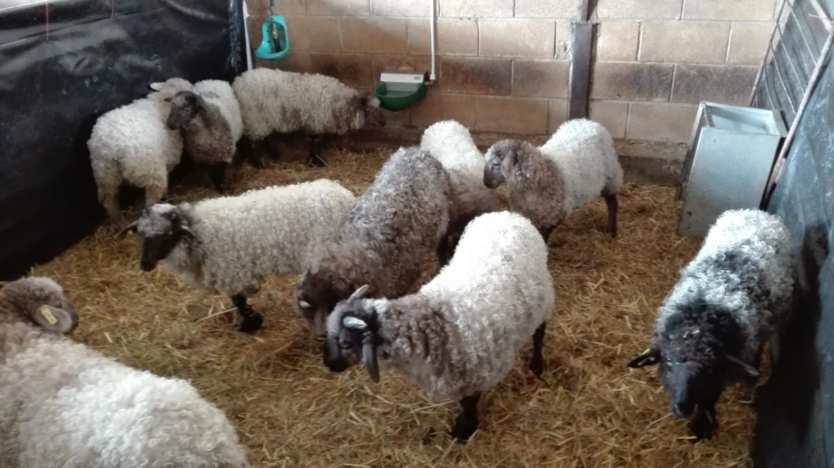 EuroSheepEU's tweet image. eurosheep.network/herramienta-de…

Solución del día para el manejo de las ovejas

#OvinoManejo #OvinoAlimentacion
#Neiker #NeikerProduccionAnimal