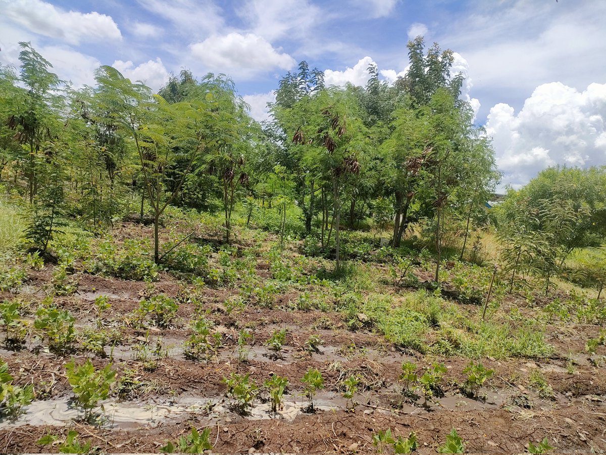 Ict011's tweet photo. our green space can be a good agroecology center Because it boosts SDGs 1,2,3,5 and 13🙏
@OrgSasal 
@fazeelamubarak 
@kean_network 
@GlfxNairobi 
@kean_network 
@WinnieCheche https://t.co/qaZpzAuW0f