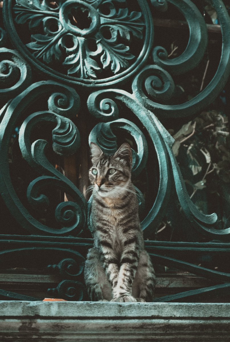 DavidFerreras_'s tweet photo. @NFTMechaEN Hello! 
This photo is available in my new collection 'The soul of Turkey'

https://t.co/QtOfuwu7vP

#NFT #NFTCollection #nftphotography #NFTCommunity https://t.co/yInyQJEaEd