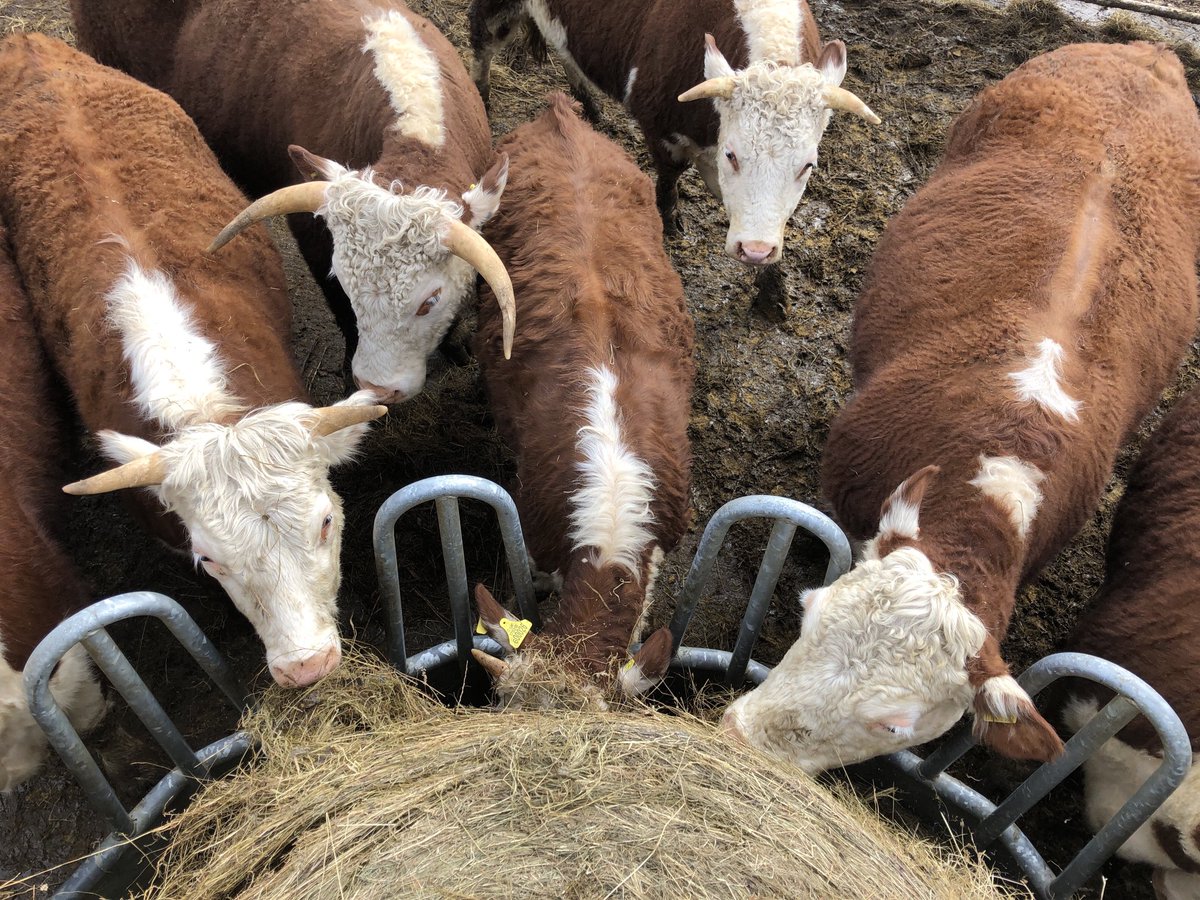 QuarryWoodFarm's tweet photo. April on the farm ⁦@AnneDanbyPeach⁩ https://t.co/BgEuYlPE5W