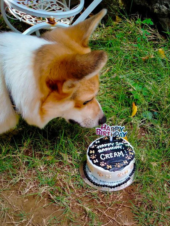 SouthPacCorgis's tweet photo. Happy First #Barkday, Cream! 🐶🎂 https://t.co/9mcaM6KXvB