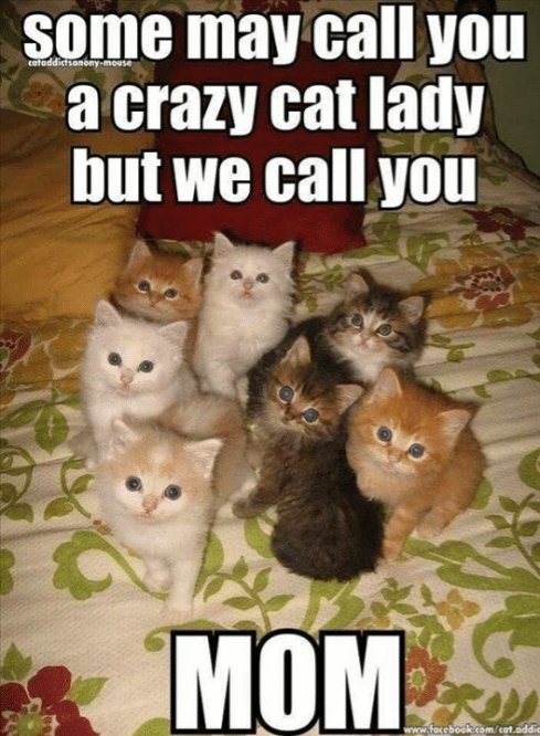 Happy National Cat Lady Day (a lil late) = ^••^= I am a proud Cat Mom of 6 girl kitties 🐈🐾🐈‍⬛🐾💜
#NationalCatLadyDay #NationalCatLadyDay2022 #CatMom #CatsOfTwitter #CatsOnTwitter #cats #catlovers #catlover #CatsRule