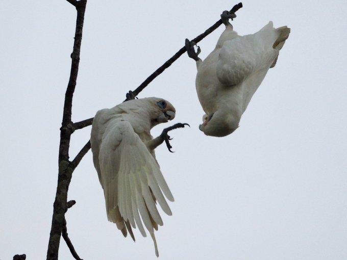 アカビタイムジオウムのtwitterイラスト検索結果