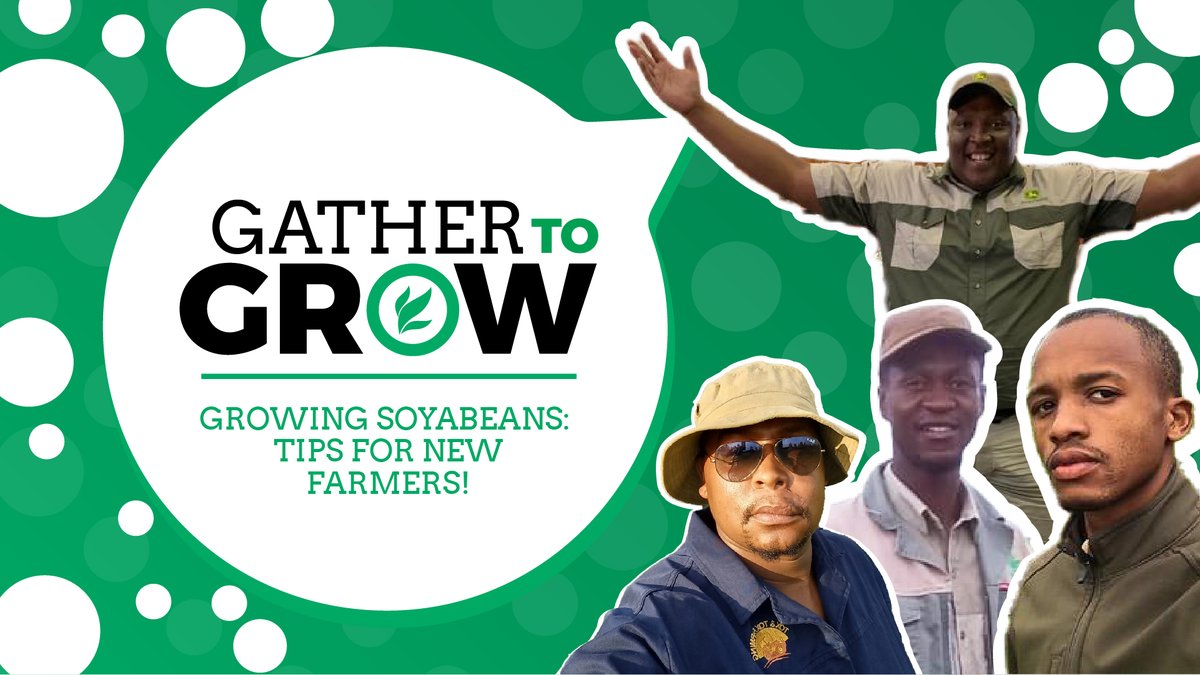 foodformzansi's tweet photo. Tonight, we’re talking soyabeans! Bring your questions to tonight’s #GatherToGrow, because experts are sharing their top tips for farmers looking to get started or diversify. 
18:00 CAT!
@new_shana @NkosanaMtambo
https://t.co/TlSgsJpLP2 https://t.co/JsdVKTUgpO