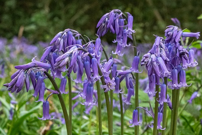 ChilternSociety's tweet photo. 💙It's bluebell season, but please enjoy them responsibly. Bluebell woods are particularly sensitive to footfall &amp; if their leaves are damaged they can struggle to grow back. Please protect them by keeping to paths so they can flower year on year.

#chilterns #bluebells https://t.co/Zw93pV7MxN