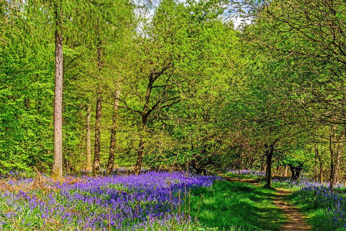 ChilternSociety's tweet photo. 💙It's bluebell season, but please enjoy them responsibly. Bluebell woods are particularly sensitive to footfall &amp; if their leaves are damaged they can struggle to grow back. Please protect them by keeping to paths so they can flower year on year.

#chilterns #bluebells https://t.co/Zw93pV7MxN