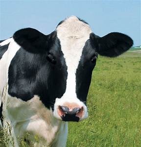 LKLServices's tweet photo. We're looking for #Herdsperson for a 240 cow #farm in #Stalbridge #Dorset 🐄🐄Find out more 👉https://t.co/XIwGsb2zh0 #farming #farmjobs #teamdairy https://t.co/0dUG2fPmye