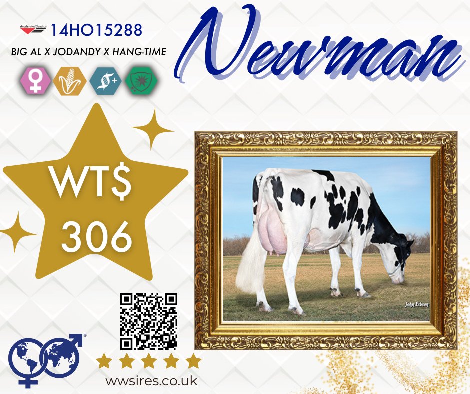 WWSires_UK's tweet photo. 14HO15288 NEWMAN 

NEWMAN is nailing it at 306 WT$

🌱SCI 564 ACI 726
🥛A2A2
👀 +2.11 UK Udder Composite!
🧀 45.3kgs Fat / 22.7kgs Protein
🧬 +1.3 DPR
✅DWP$ 1289!!
🧬TPI 2928!! https://t.co/yt7l7vayE9