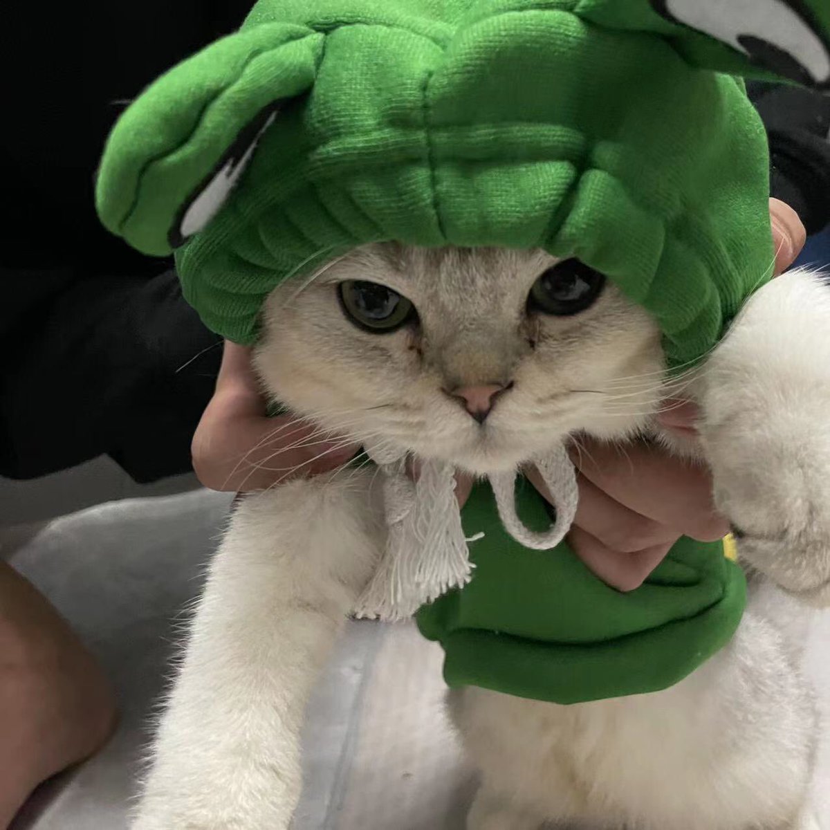 xiaochun009's tweet photo. @Jejouw @Imaginary_Ones @KarafuruNFT I’m a cat person so my favorite pet is a cat! Cats have both a snobby and clingy nature that i love and they absolutely make my day sooo much better! One meow a day takes all the pain away! ❤️🐱 thanks for this awesome chance! https://t.co/EOE1IniVKi