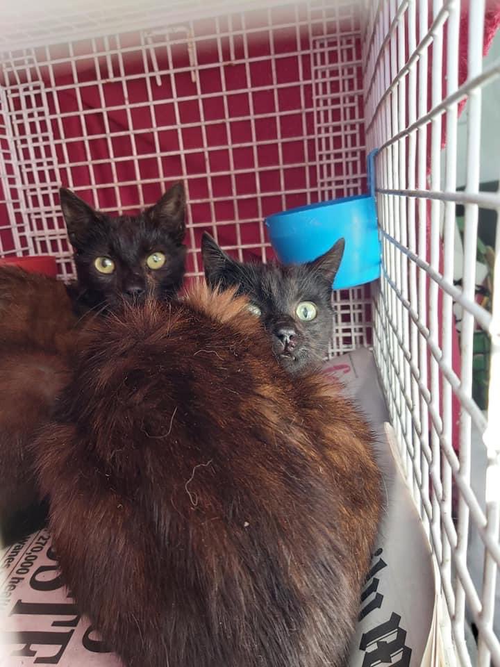 CommunityCats1's tweet photo. Here in sunny #Castlelyons this morning, with the help of a van, so much easier. We have 7 so far but definitely have seen 3 more, but they ran as fast as their legs could carry them. So, we will wait for an hour, with our fingers crossed 😻
#TNR #CatsOnTwitter #CatCharity https://t.co/qDMr2EBhnk