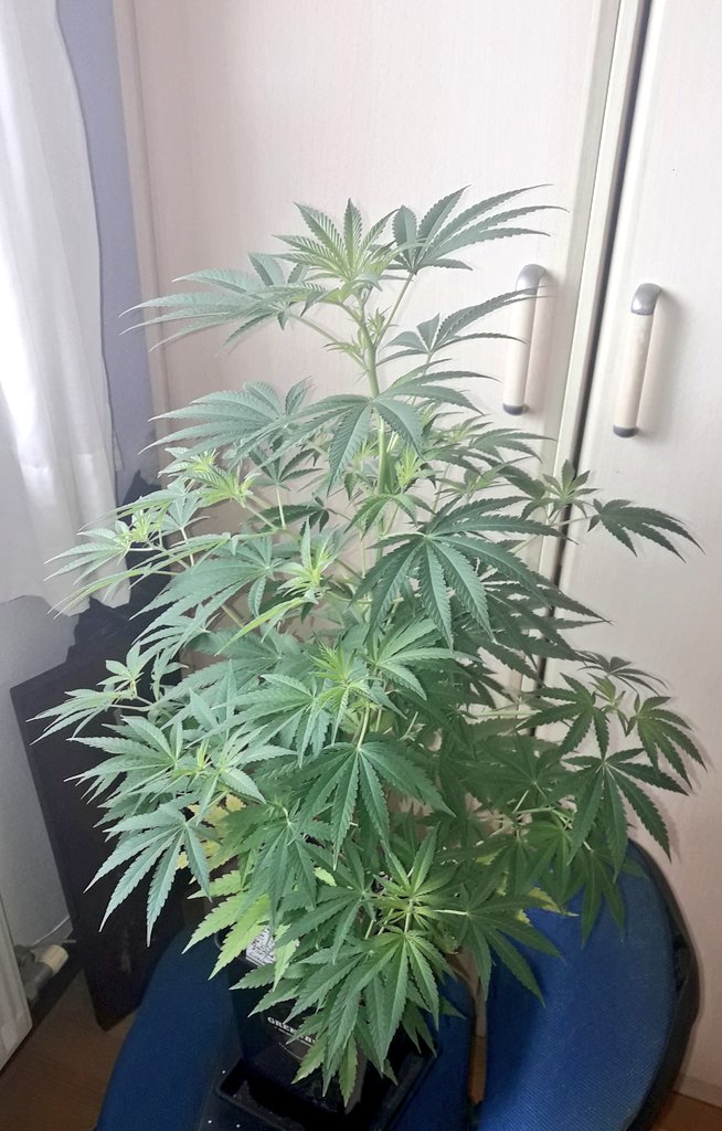 Adryc Manëllson tweet media