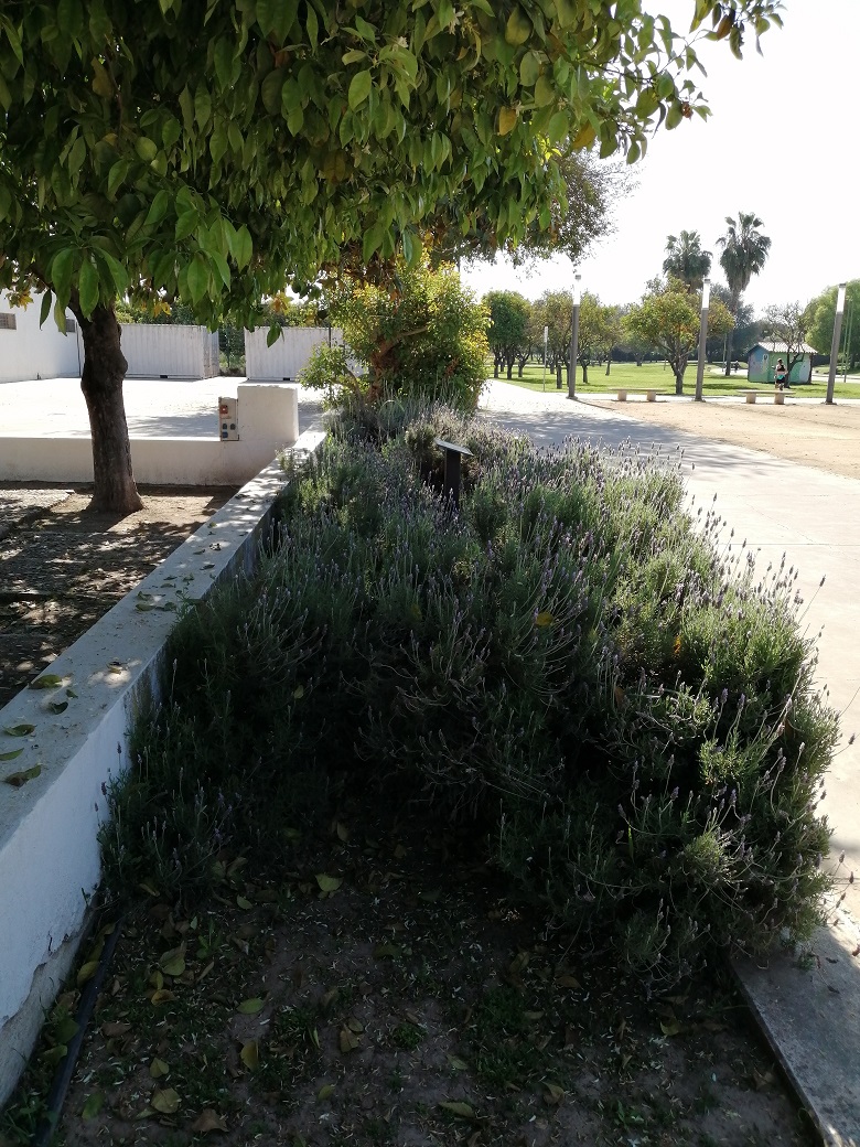 En la entrada al Cortijo hay una zona de arbustos aromáticos del parque, fué plantado por niños en un taller por motivo del Dia Mundial del Medio Ambiente 
<a href="/SevillaOcio/">OnSevilla - Ocio en Sevilla</a> <a href="/VerdeCartuja/">Verde Cartuja</a> <a href="/FomentoAND/">Consejería de Fomento de la Junta de Andalucía</a>