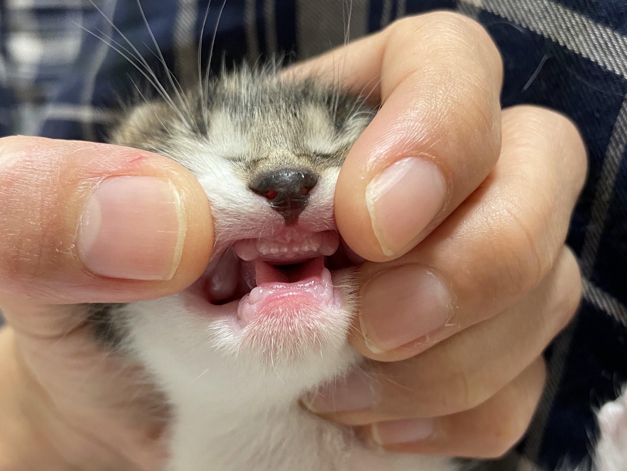 つき動物往診所 Tsukioushin Twitter