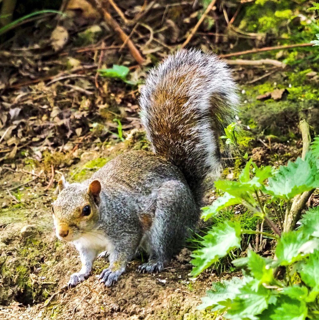 pewileman's tweet photo. Cute Alert #EasterSquirrel
#DerwentValley @Gateshead #TwitterNatureCommunity @LandofOakIron https://t.co/81L0Fp77St