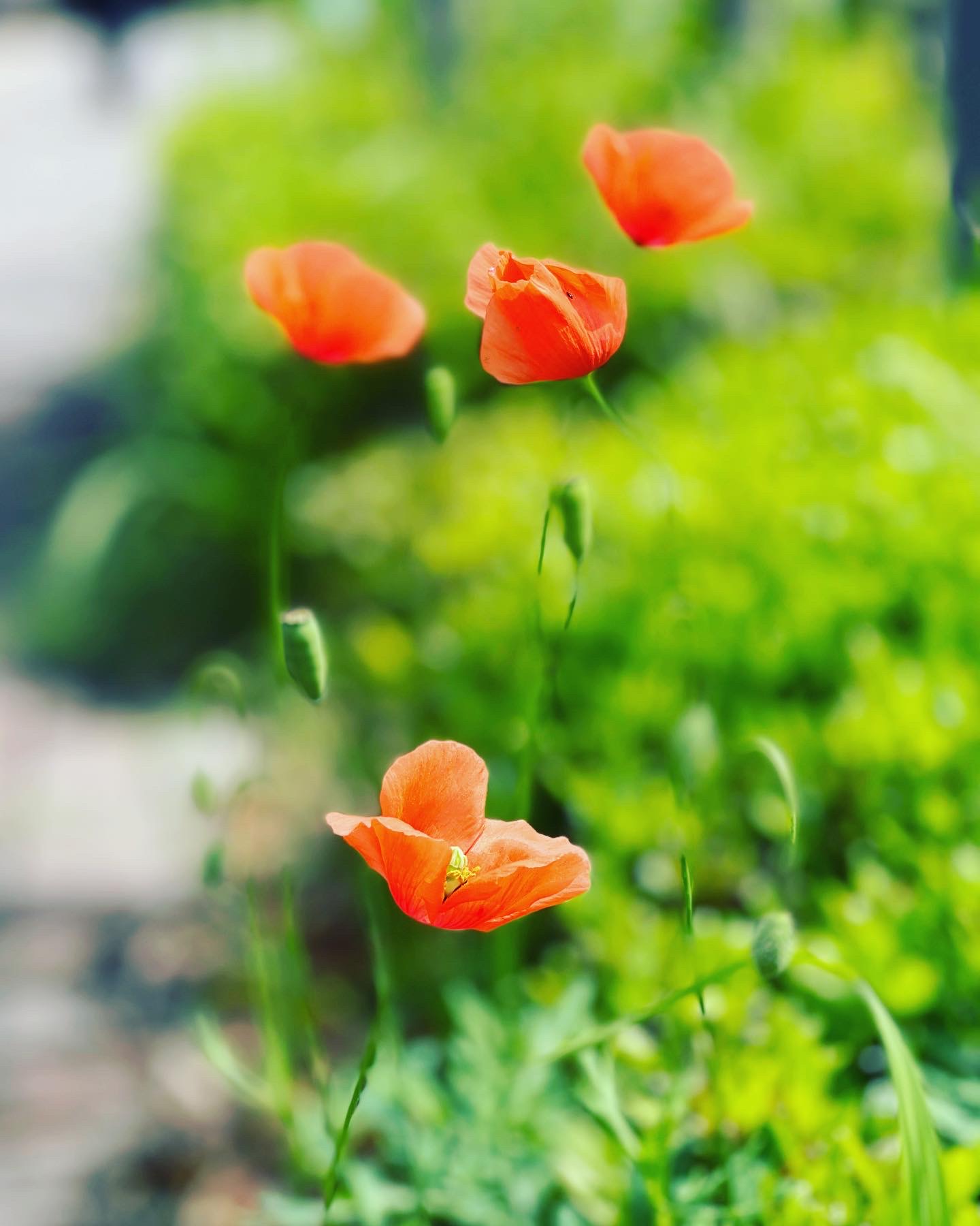 一花一天堂on Twitter 自由自在 随风摇曳生姿的虞美人花 Flower 花写真 道端の花 ポピーhttps T Co W9f8wf7gwy Twitter