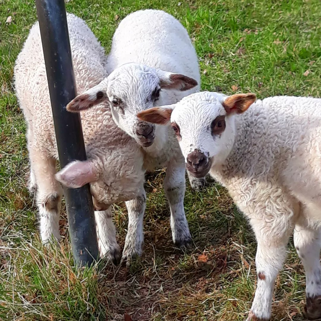 So süss wie sie sind, so frech sind sie auch 🐑
#lambs #sodamncute #cute #springtime