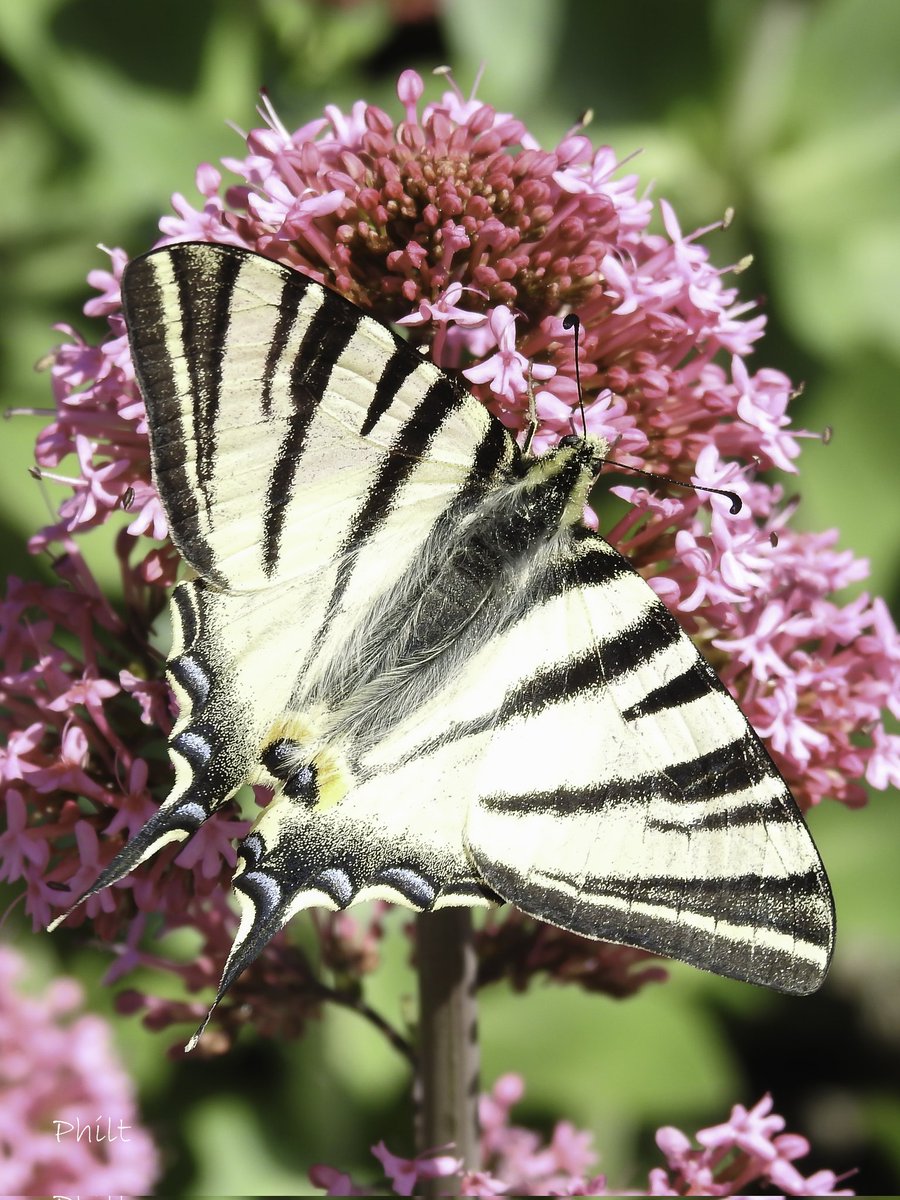 philterp83's tweet photo. #insect #insecte #papillon #butterfly #macro #macrophotography #nikonfr #nikonp900 #macro_ir #universal_macro #macro_delight #soul_made_macro #ig_macro_clicks https://t.co/0kTOnXjVH2
