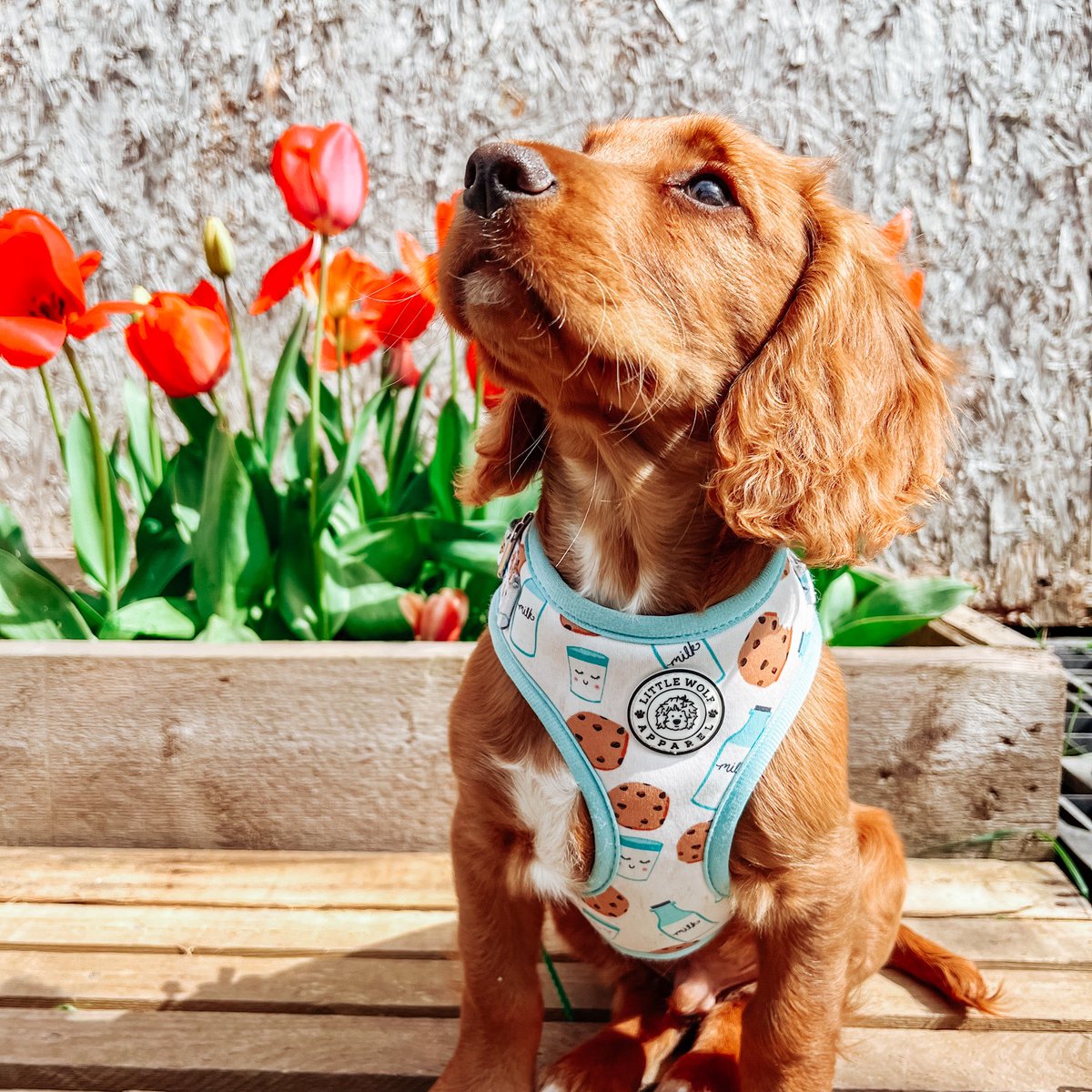Happy Wednesday from Obi!🐾🤎 3 days till weekend, friends!
Have a lovely day!🌿☀️
#dogsoftwitter #tulips #gardening