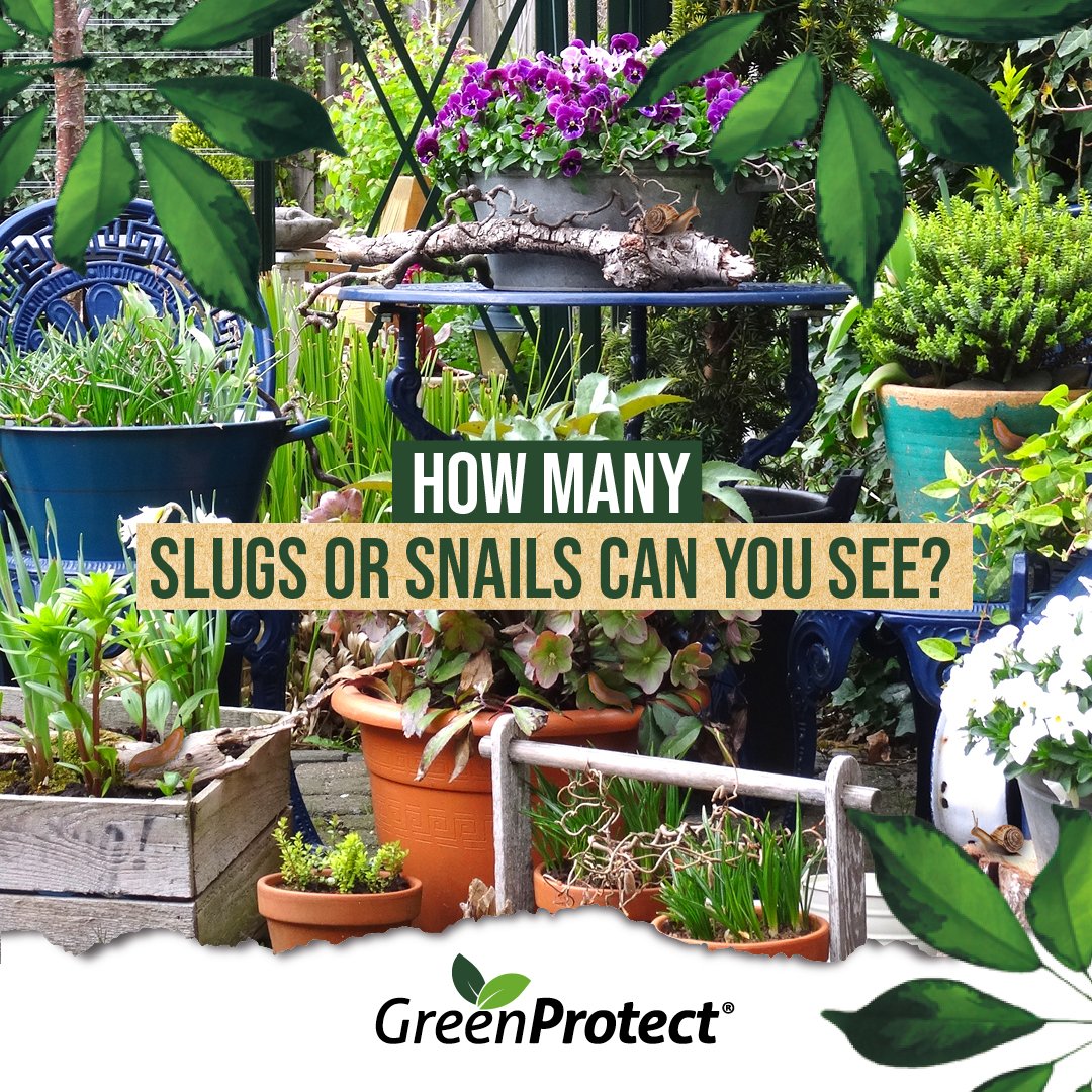 GreenProtect_'s tweet photo. How many snails can you spot 🐌? 
If unwanted slugs and snails are causing damage to your garden, enlist the help of the Green Protect Slug &amp; Snail Barrier Pellets
https://t.co/MA65B2z0ho

#chemicalfree #ecofriendly #gardening #spring #vegetablegarden #greenthumb  #naturelovers https://t.co/DY3vu1T5Sv