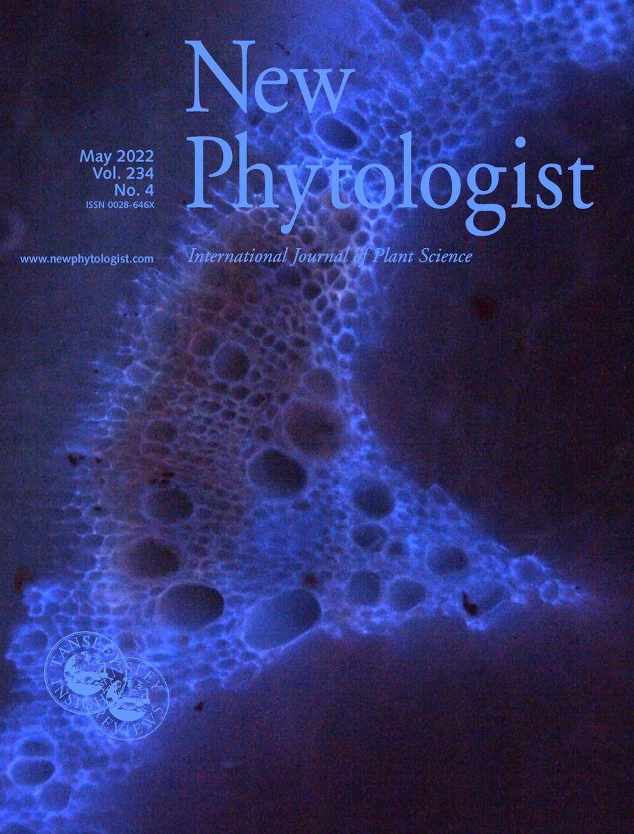 NewPhyt's tweet photo. New #NPCover shows the accumulation of suberin at xylem vessels in resistant tomato in response to Ralstonia solanacearum infection (reddish-brown area stained with Sudan IV reagent). Photo: Alvaro Luis Jiménez-Jiménez
Read more about the #PlantScience https://t.co/vik08630Ud https://t.co/smfJSLWJ6V