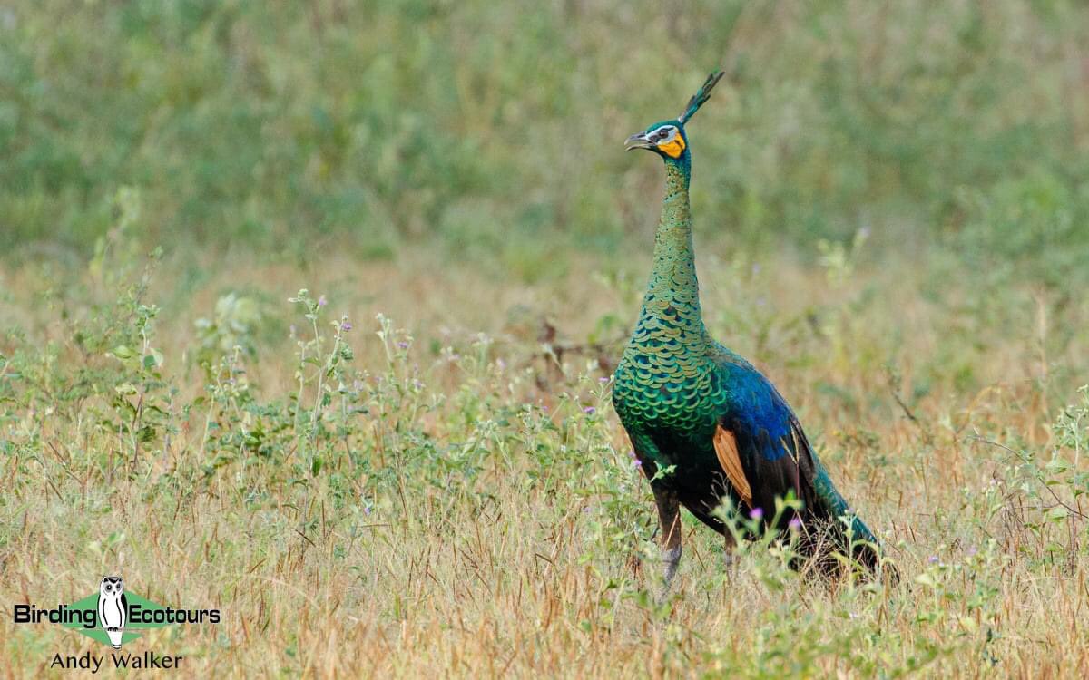 Highlight of Easter was seeing the “Javan” Green Peafowl in East Java, Indonesia. WHAT. A. STUNNER!!!

#BirdsSeenIn2022 #birds #BirdTwitter #TwitterNatureCommunity #peacock #birdphotography #birding #birdwatching