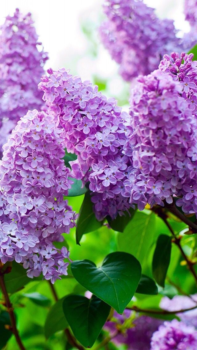 繁花似锦