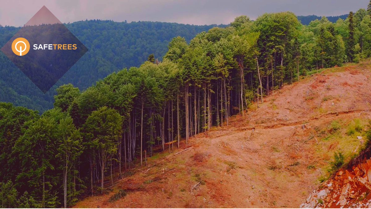 Trees_token's tweet photo. Help the trees to smile and survive everywhere, to keep mankind alive forever. #ClimateCrisis #ClimateActionNow #Trees2Gate #SAFETREES #TreesArmy https://t.co/sLCeR4gwoY