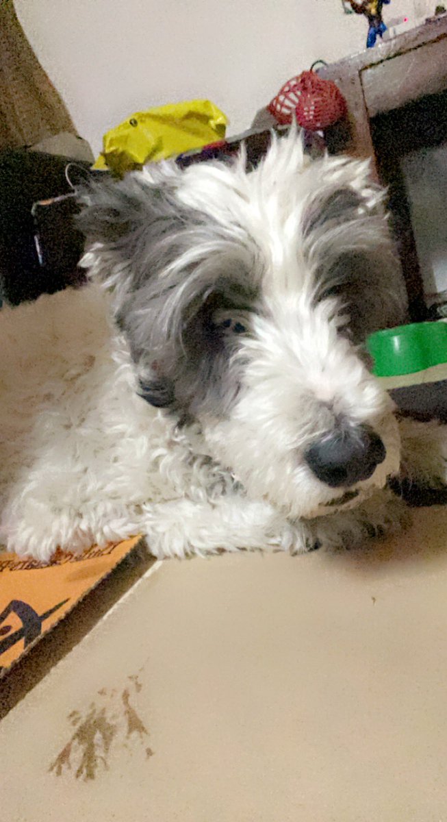 mrbrightsiddeee's tweet photo. Te quiero mucho mi Rocky, corre rápido donde quiera que estés! https://t.co/6Vjze4BVpD