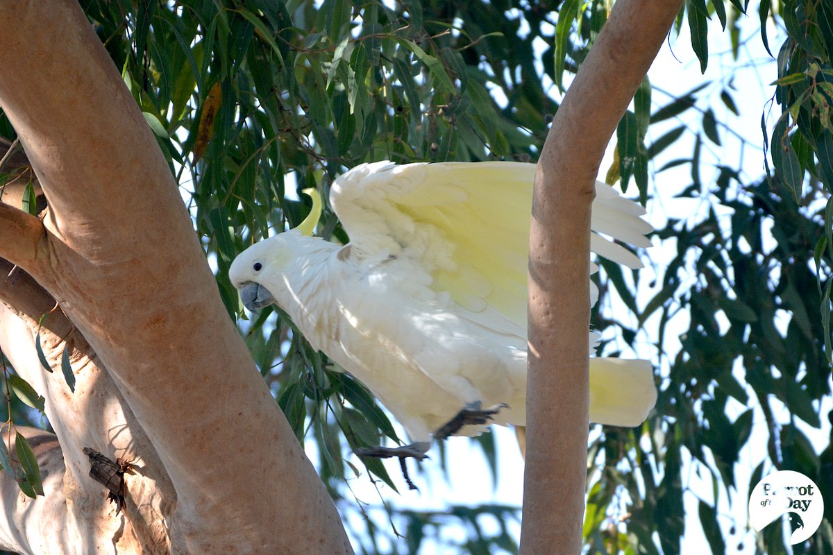 Sulphur-crested cockatoo (Cacatua galerita) leaps from branch to trunk of a tree in QEII Square, central Albury #WiradjuriCountry #NeverCeded #ownpic
