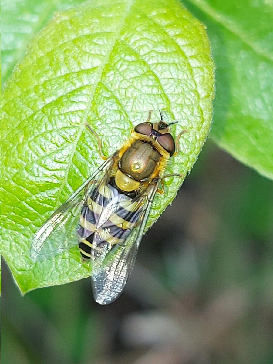 Variety at milleneum yesterday whilst doing conservation work,wood mouse nest,juv smooth newt,orange tip,hover syrphus ribesii,<a href="/My_Wild_Telford/">My Wild Telford</a>