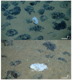 Dr. Melanie Bergmann 🐘MBergmann🐘mstdn.social tweet media