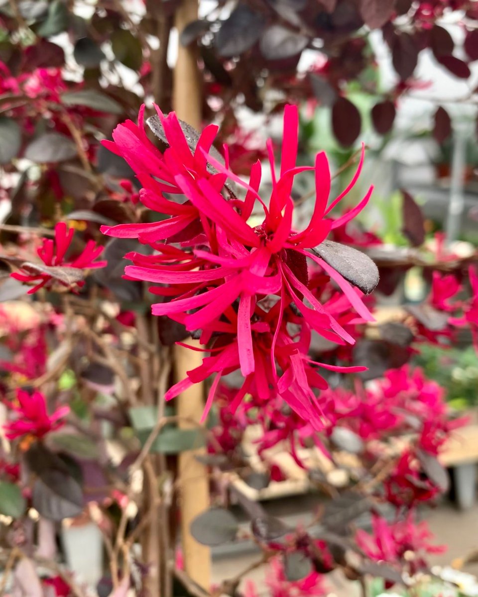 Highlighting Loropetalum Fede for #wildflowerwednesday The #Chinesefringeflower has striking purple foliage & distinguishable vibrant pink frilly flowers. A great #Springshrub that will bloom gloriously in a sunny spot!

#LoropetalumFede #londongardencentre #gardeninspo