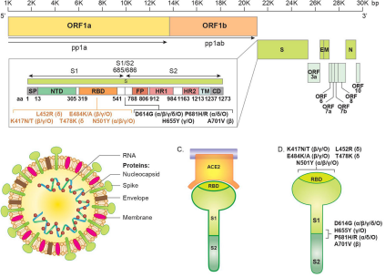 BMJMedicine's tweet photo. ▶️ Read our latest review which discusses the genetics, structure, and transmission methods of #COVID and its variants, highlighting how mutations provide enhanced abilities to spread and inflict disease. https://t.co/hYrCQYDUVT
@ImperialMed @bmj_latest 
#BMJMedicine #MedTwitter https://t.co/HLqpSJhLbW