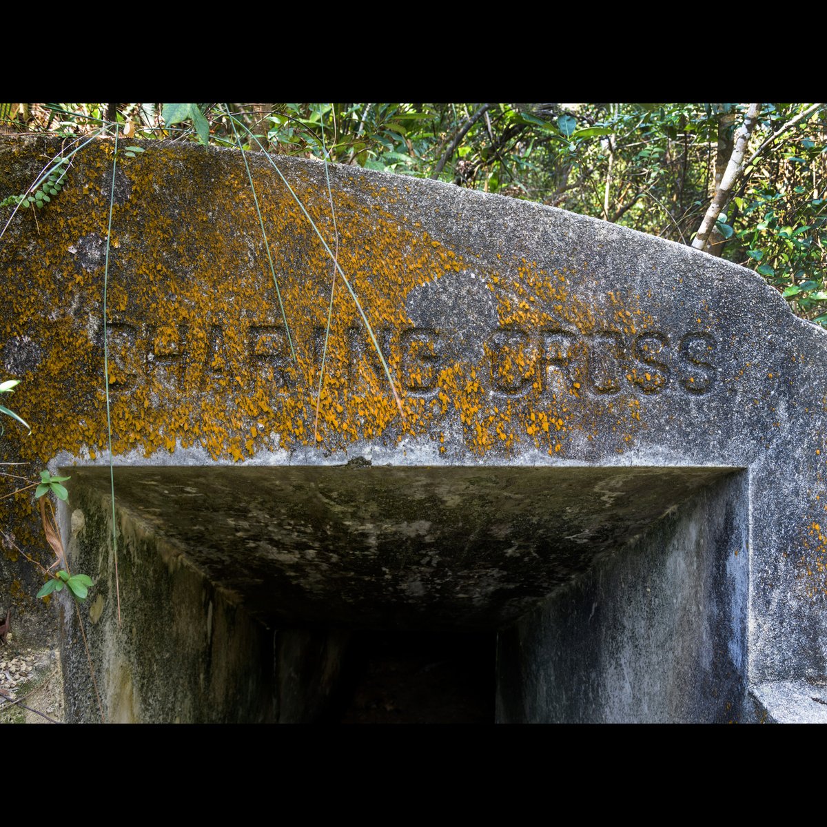 18DaysHK's tweet photo. 18 Day Battle of HK Shing Mun Redoubt, part of the 'Gin Drinkers Line' fortifications known as the Oriental Maginot Line. The enemy now is the elements; litchen,trees and shifting earth and animals.
#HongKong #18Days #warrelics #bunker #WW2 https://t.co/J1Z9dqcaPL
