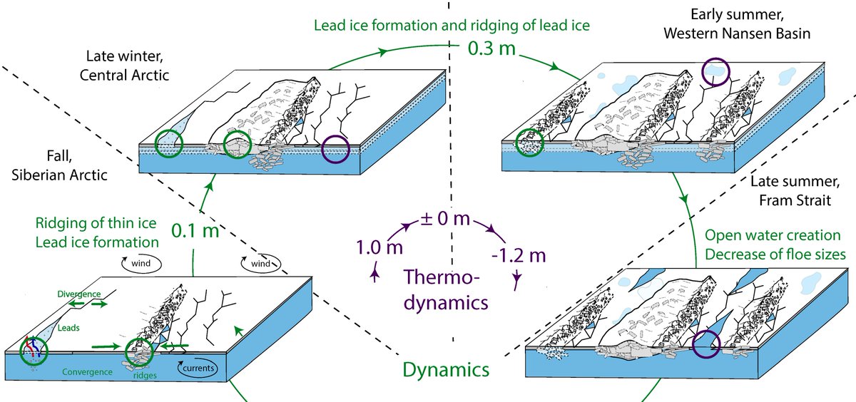 Are you looking for Arctic, seasonal, 🔎 high-resolution🧊📏sea ice thickness observations? We observed ice thickness during the research expedition @MOSAiCArctic and analyzed the thermodynamic and dynamic contributions. A🧵on our key results published in @elementascience 1/n