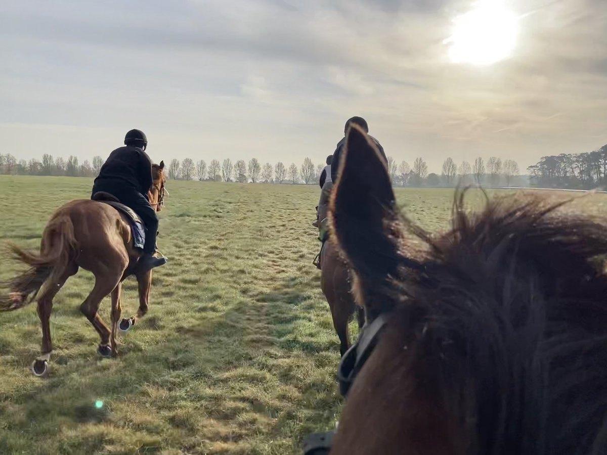 Another lovely start to another lovely spring day <a href="/NewmarketGallop/">Newmarket Gallops</a>. Quite cold early on, 4 degrees, but warming up nicely in the sunshine. 10 degrees by 9.00. Forecast high 18 #CloudyRose #Dereham #DasKapital #BerylBurton