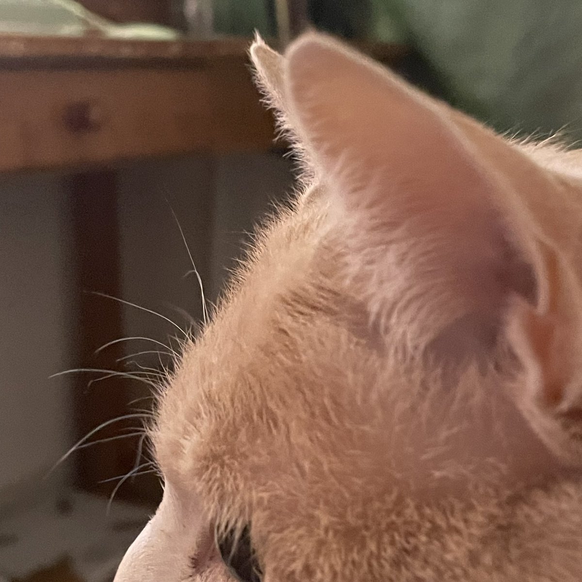 withmypotato's tweet photo. 감자 눈썹 https://t.co/KS0h9XbgNb