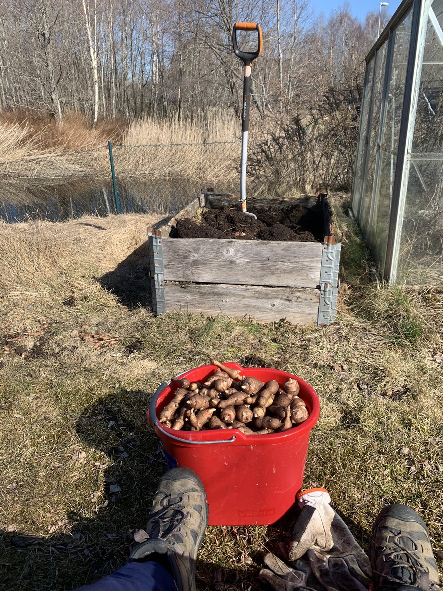 Skördat och klart, blev alldeles lagom mycket! Undrar vilka recept som är bäst🤔 #jordärtskockorlivetut