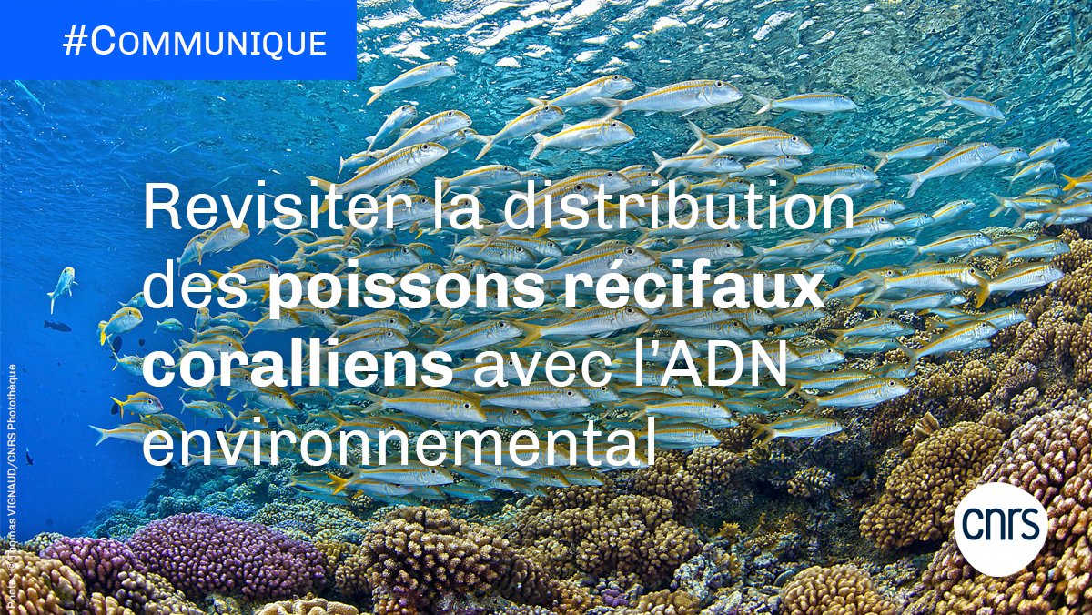 #Communiqué 🗞️ |  En parcourant les océans tropicaux  afin de filtrer et séquencer l’ADN environnemental (ADNe) laissé par les poissons dans l’eau, une équipe internationale a détecté une diversité en poissons récifaux plus élevée de 16 % ...

➡️cnrs.fr/fr/revisiter-l…