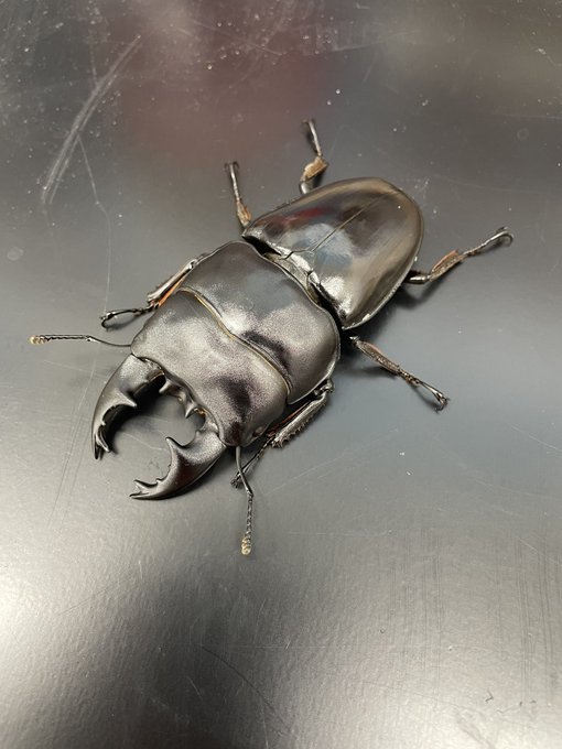 かねだい伊勢原店 総合編 犬 猫 小動物入荷速報 Sale告知など さん の最近のツイート 7 Whotwi グラフィカルtwitter分析 かねだい伊勢原店 総合編 犬 猫 小動物入荷速報 Sale告知など さん の最近のツイート 7 Whotwi グラフィカルtwitter分析