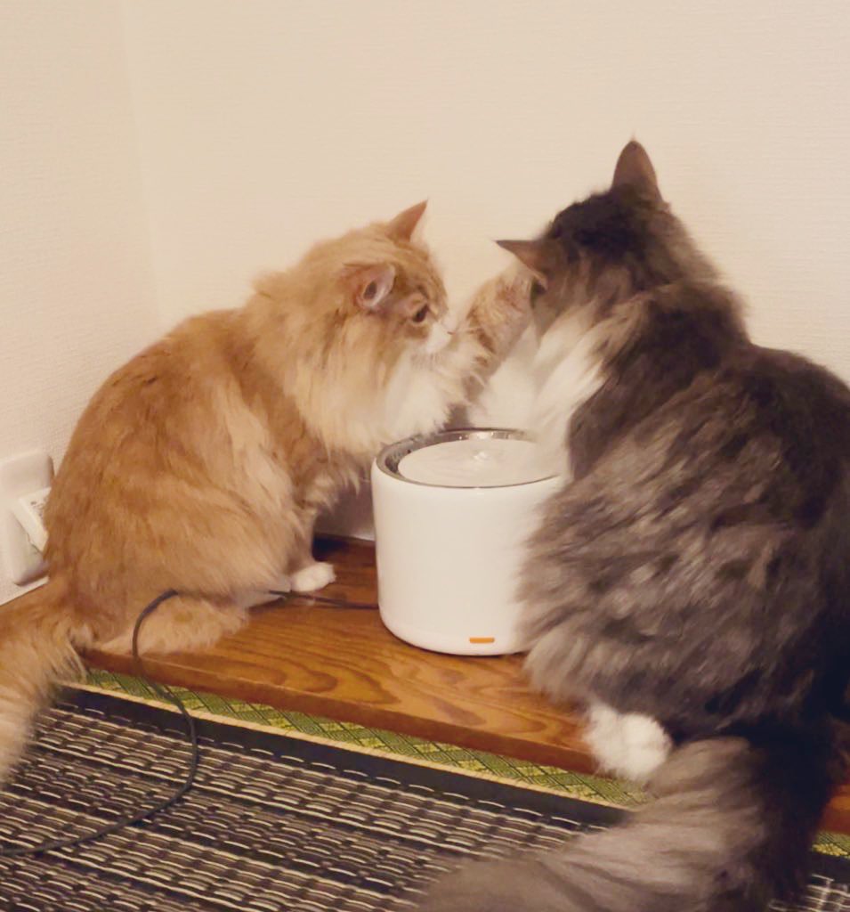 llya_cat's tweet photo. 兄貴の顔についた水が気になった弟分 https://t.co/lhEBoPGnyL