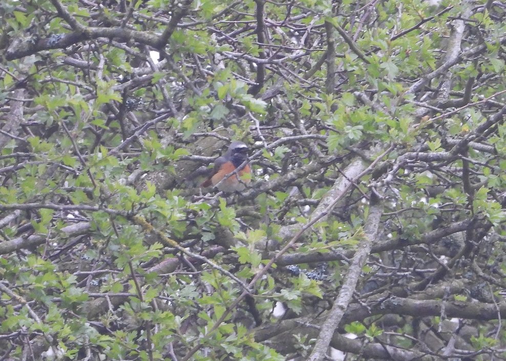 BRStretch's tweet photo. This elusive male Common Redstart was at the top of Happy Valley, Malverns this morning.
My 100th species for #LocalBigYear 10km has taken 110 days to achieve. I could see more than that in a single day birding in India!
#slowspring https://t.co/jNiJ2hke4r